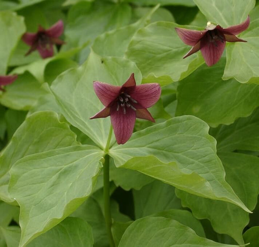 Easiest Perennials In Gardening