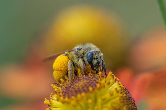 The Magic of Bees and Trees: Manuka Honey