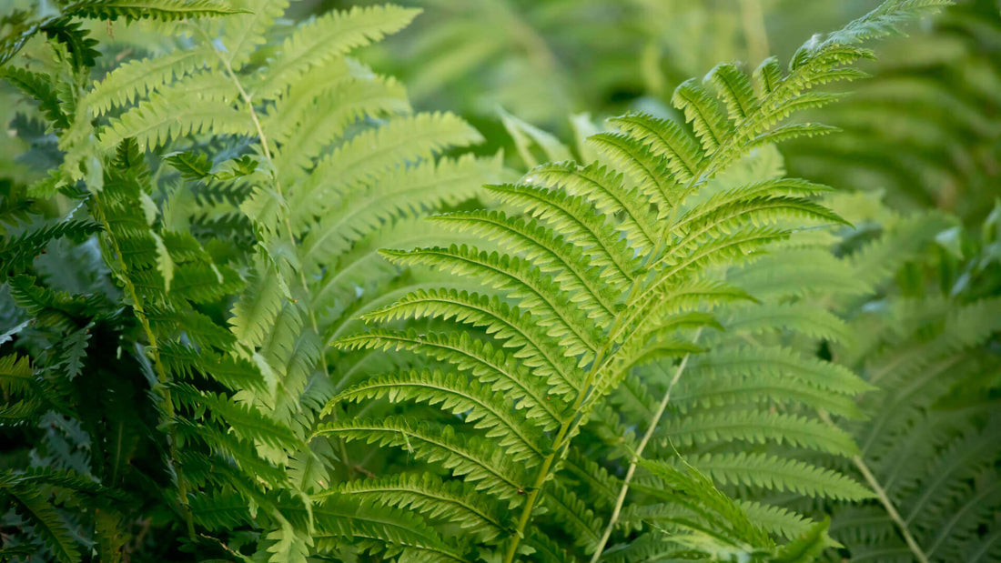 Creating a Haven for Wildlife with Native Ferns - Tree Nursery Co
