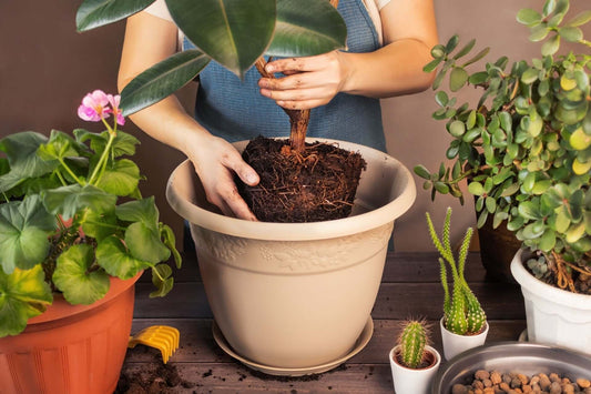 9 Air-Purifying Plants
