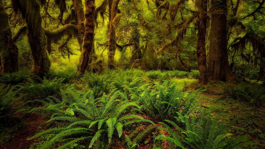 Bracken Fern: Common FAQs and Answers