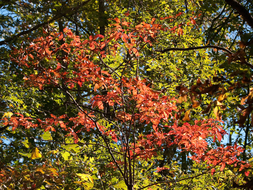 Black Gum Tree