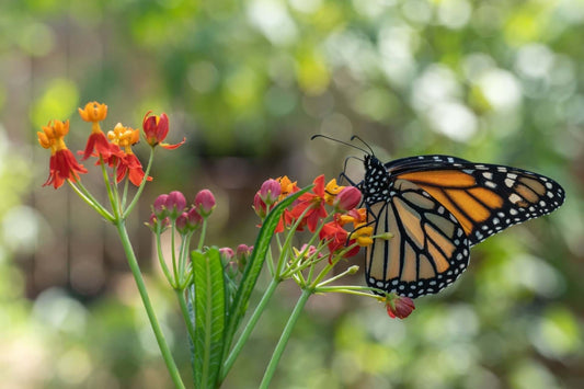 Cultivating a Magical Moonlight Butterfly Plant Garden