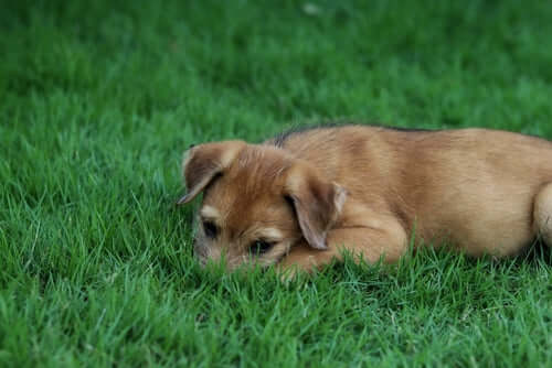 Landscaping That's Dog Friendly