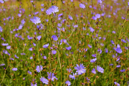 The Stunning Chicory Plant