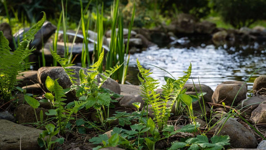 Ostrich Fern FAQs