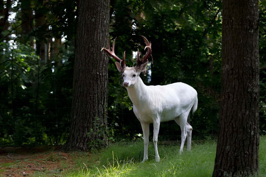 5 Beautiful and Deer-Resistant Shrubs