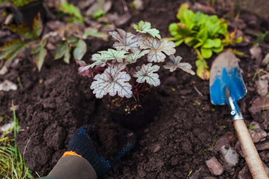 Perennial Attributes and Uses In Landscaping