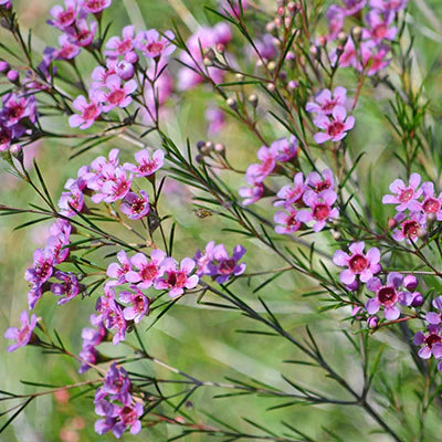 Planting Flowering Shrubs for Maximum Blooms