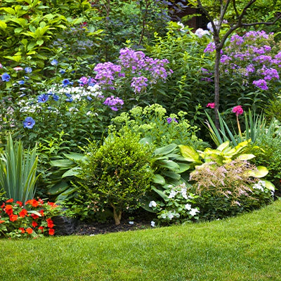 Shop All Landscaping Plants for All Areas at Tree Nursery Co.