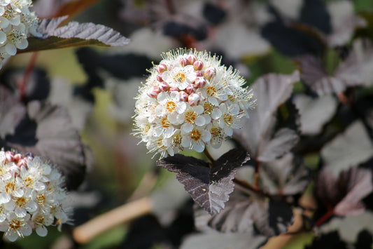 ninebark shrub