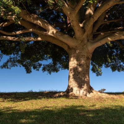 Planting Trees Is A Great Way To Landscape Your Home