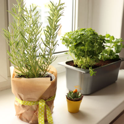 Best Garden Plants