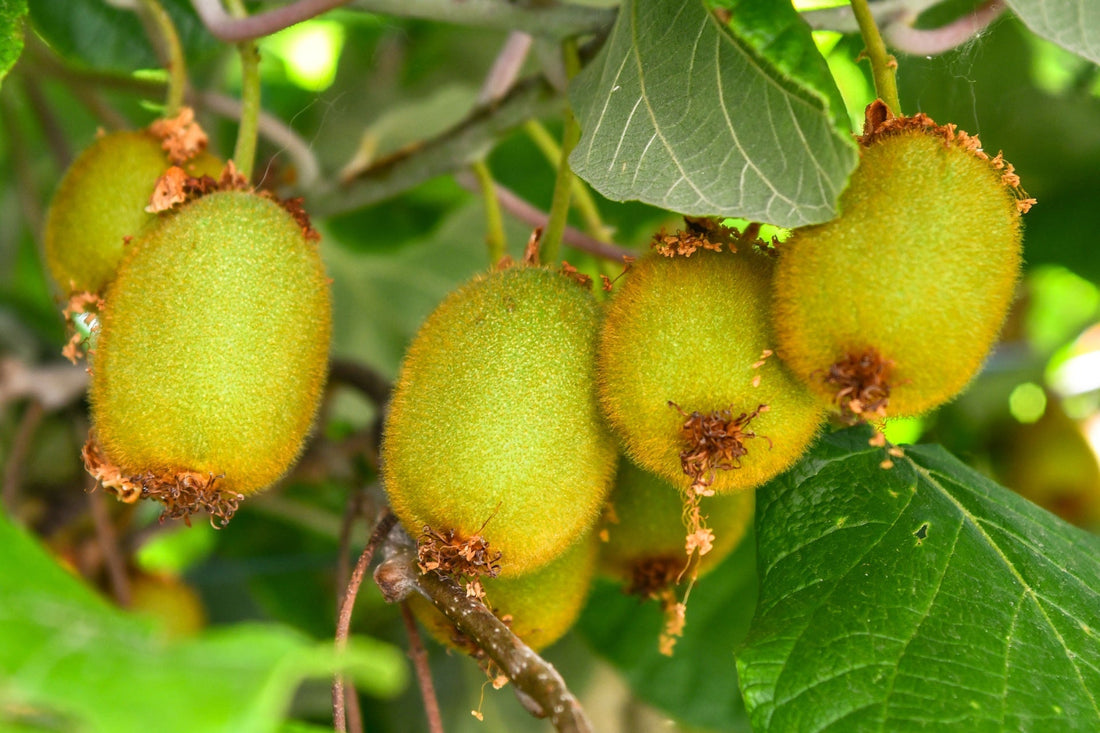 fruits on vines