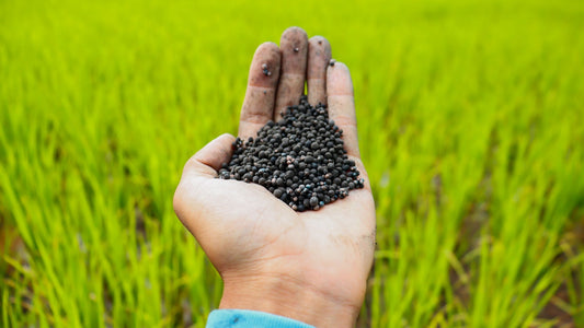 fertilizing