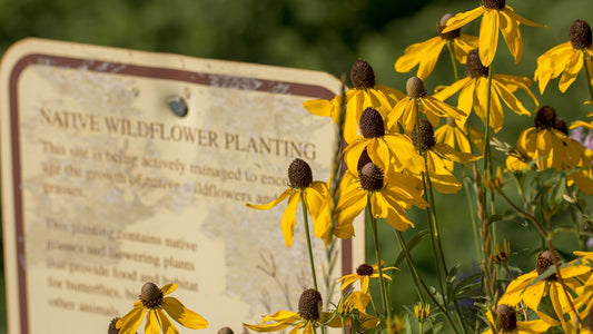 Native Plant