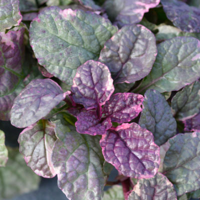 The Top Purple Blooming Perennials