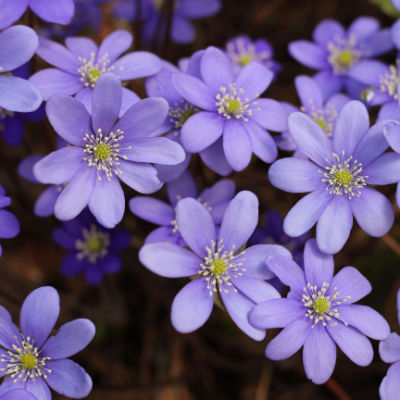 The Eye Catching Hepatica