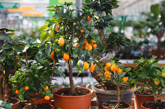 Dwarf Fruit Trees