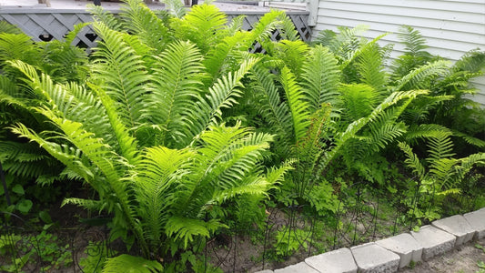 fern garden