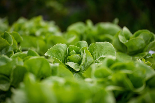 A Holistic Approach to Sustainable Farming