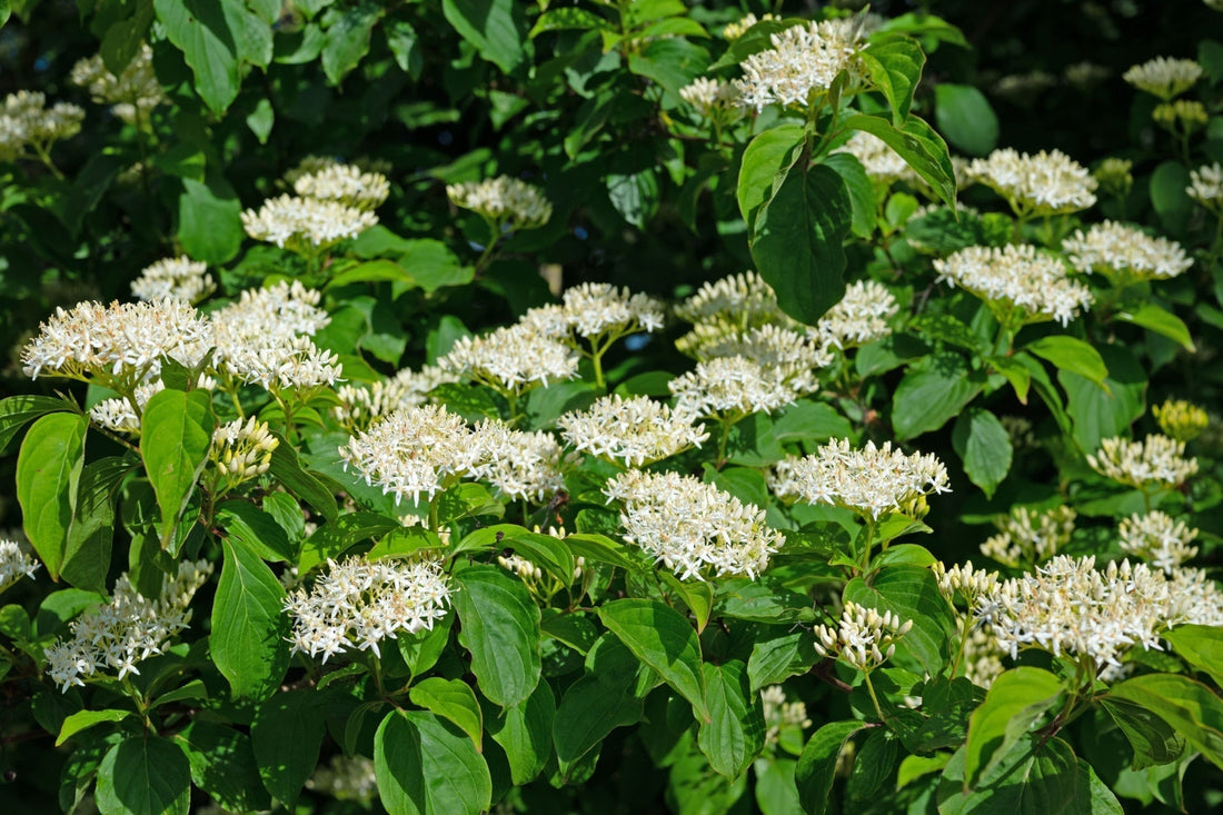 Dog wood trees