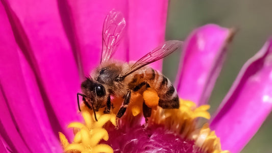 Bee