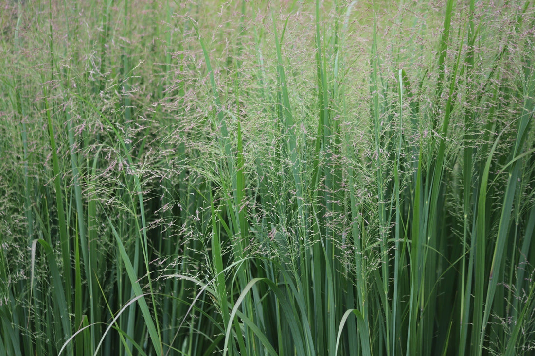 Panicgrass: A Guide to Lush Ornamental Grasses