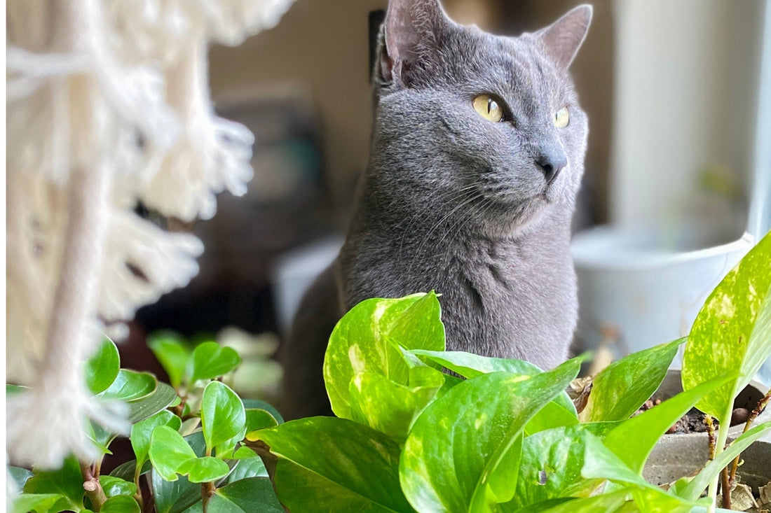 pothos and cats
