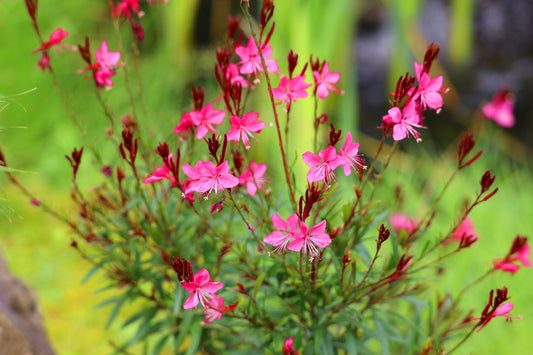 Gardening Zones
