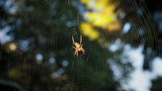 Spiders