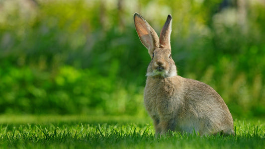 Rabbit