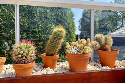 Indoor Plants