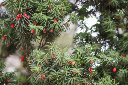 Conifers with Red Berries
