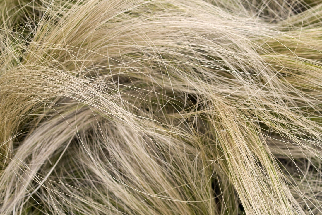 Tufted Hairgrass: Easy-Care Ornamental Grass
