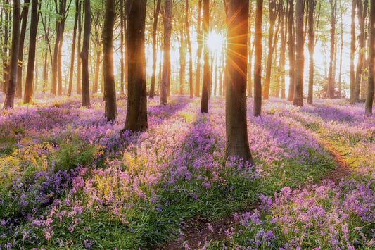 Do Plants Absorb All Types of Light?