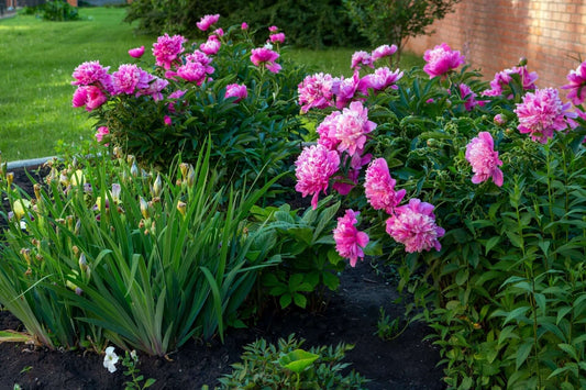 How to Design Your Dream Garden