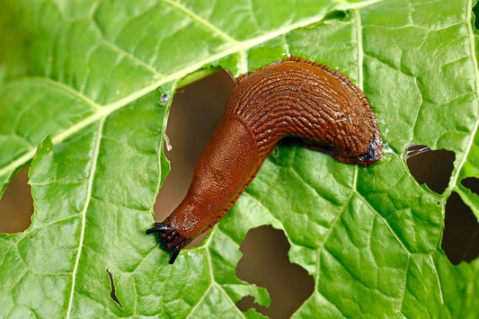 Mastering the Art of Garden Pest Control