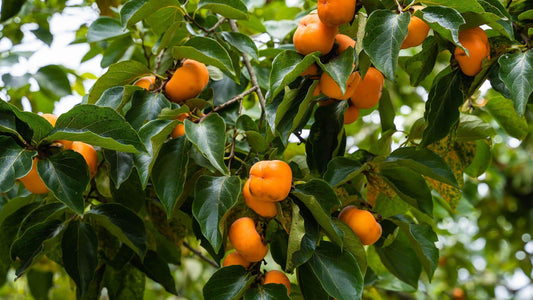 Persimmon Tree Cultivation And Care