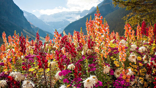 Red Wildflowers: Three Vibrant Choices