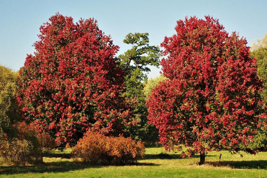 The Many Names and Fascinating Legacy of Maple Trees