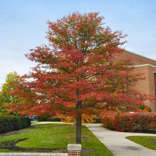 Black Gum Tree