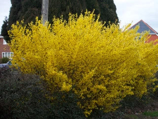 Sunrise Forsythia Is A Beautiful Addition To Any Scenery