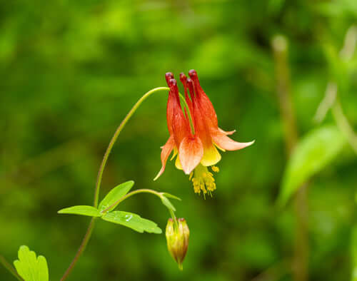 Native Plants for Fire-Resistant Landscaping