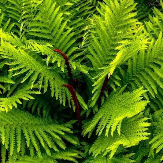 Cinnamon Fern FAQs: Care, Growth, and Tips