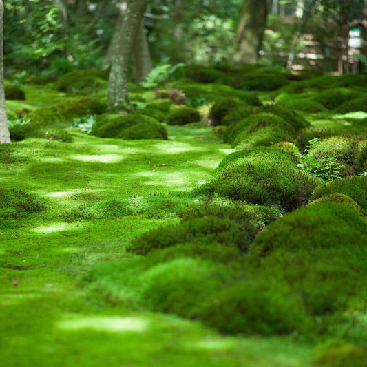Moss Uses in Landscaping
