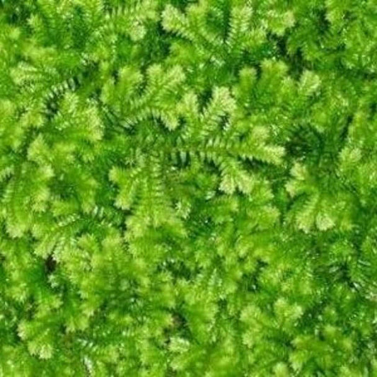 Information on Moss in Shade Landscaping