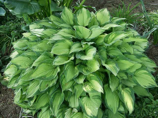 Hosta Plants