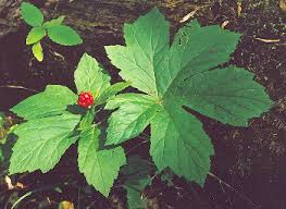 Yellow Root