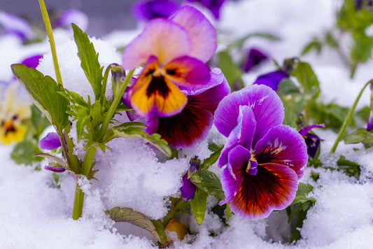 Winter Garden Design